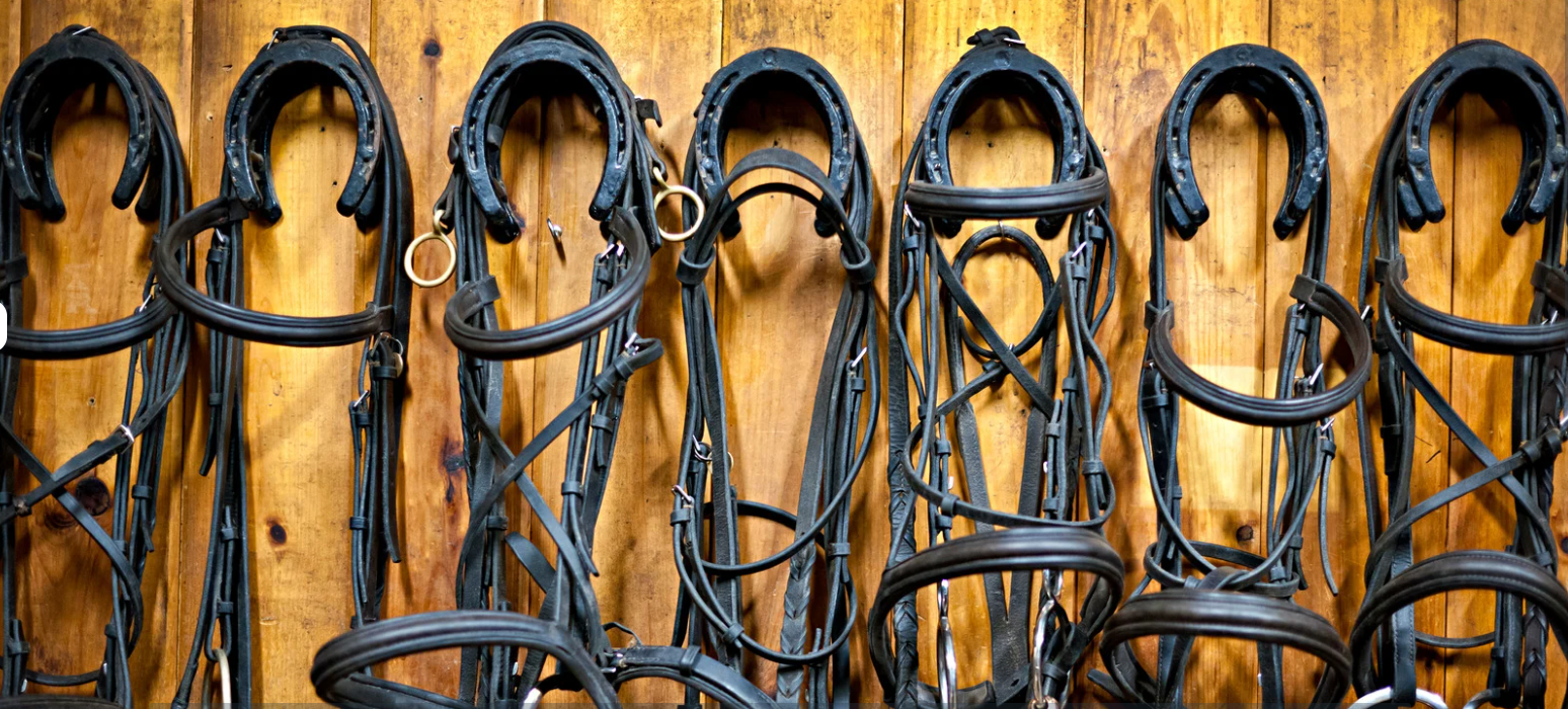 Equestrian rider performing bridleless riding